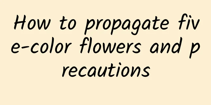 How to propagate five-color flowers and precautions