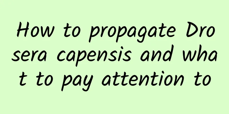 How to propagate Drosera capensis and what to pay attention to