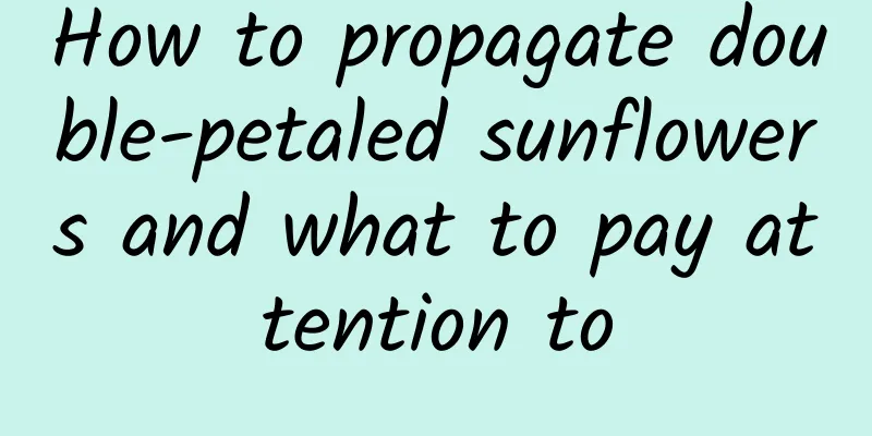 How to propagate double-petaled sunflowers and what to pay attention to
