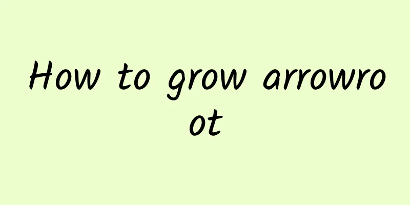How to grow arrowroot