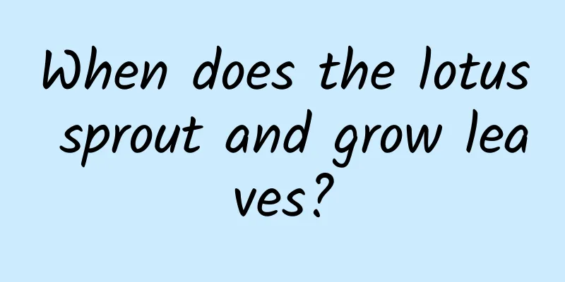 When does the lotus sprout and grow leaves?