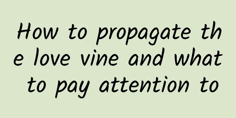 How to propagate the love vine and what to pay attention to
