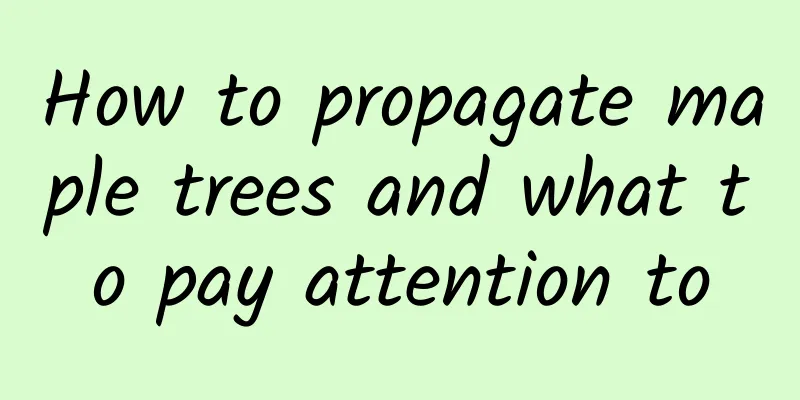 How to propagate maple trees and what to pay attention to