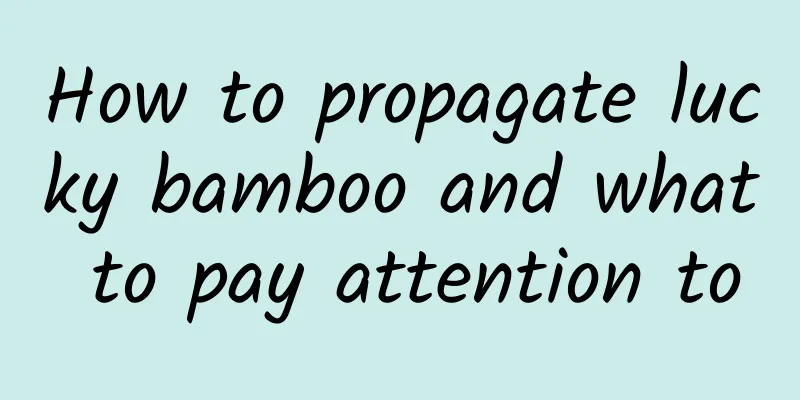 How to propagate lucky bamboo and what to pay attention to