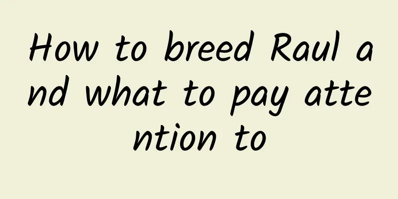 How to breed Raul and what to pay attention to
