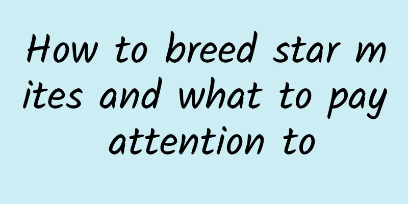 How to breed star mites and what to pay attention to