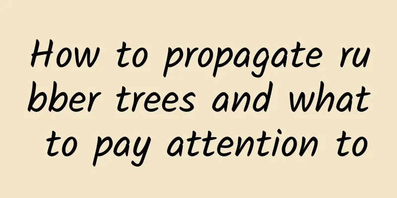 How to propagate rubber trees and what to pay attention to
