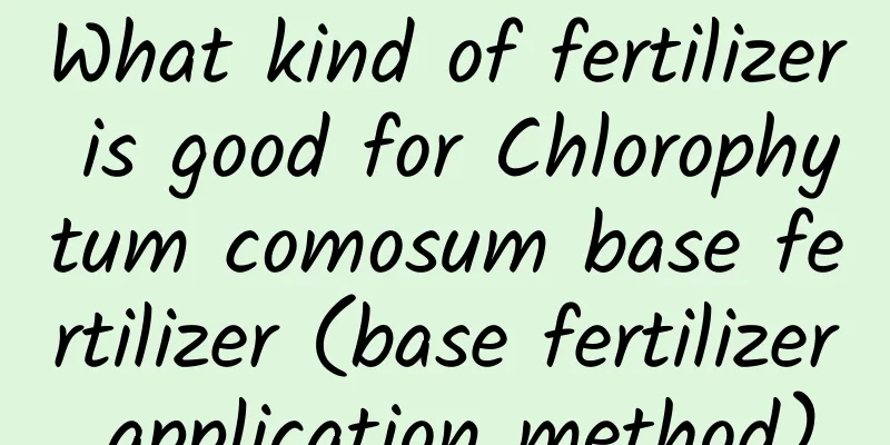 What kind of fertilizer is good for Chlorophytum comosum base fertilizer (base fertilizer application method)