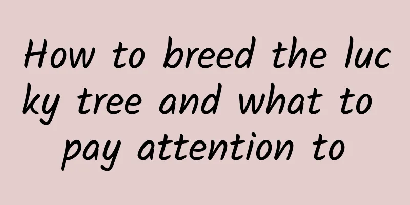 How to breed the lucky tree and what to pay attention to
