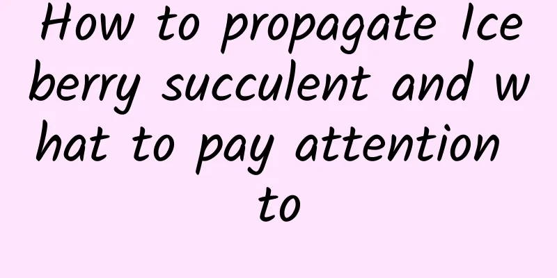 How to propagate Iceberry succulent and what to pay attention to