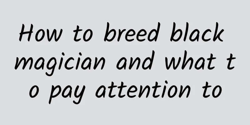How to breed black magician and what to pay attention to