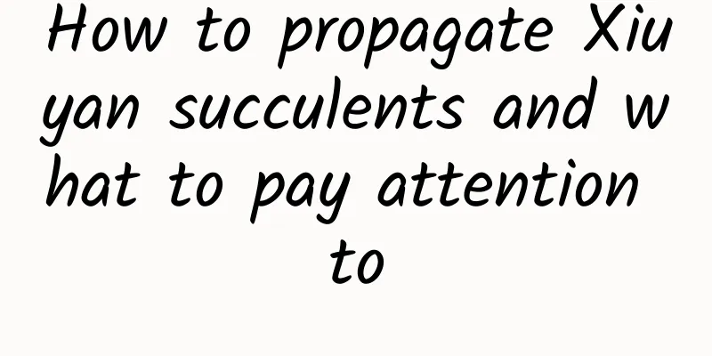 How to propagate Xiuyan succulents and what to pay attention to