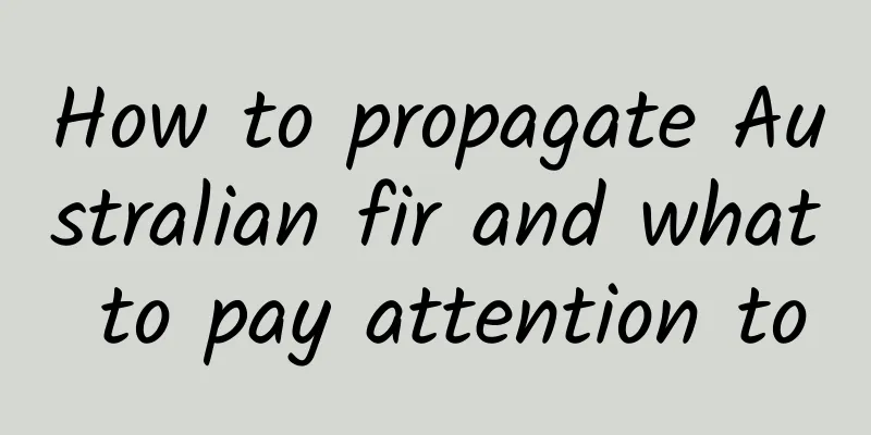 How to propagate Australian fir and what to pay attention to
