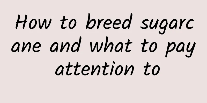 How to breed sugarcane and what to pay attention to