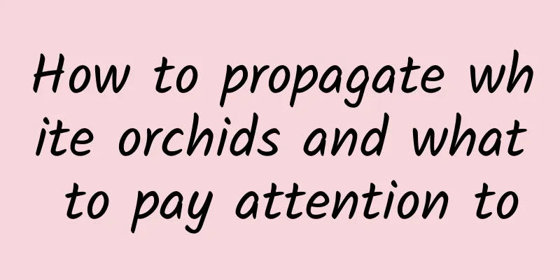 How to propagate white orchids and what to pay attention to