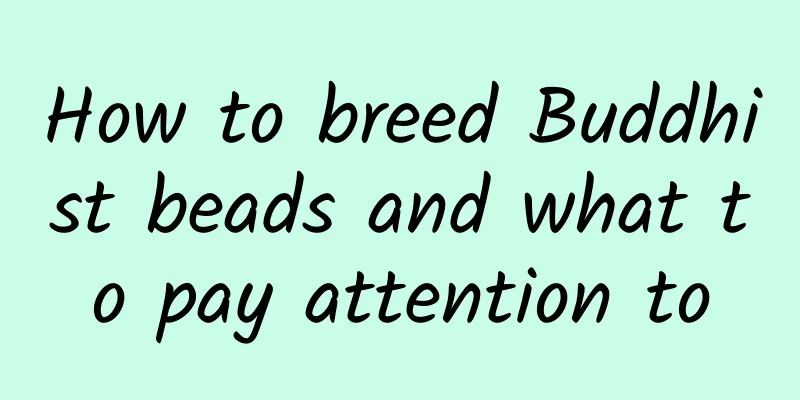 How to breed Buddhist beads and what to pay attention to