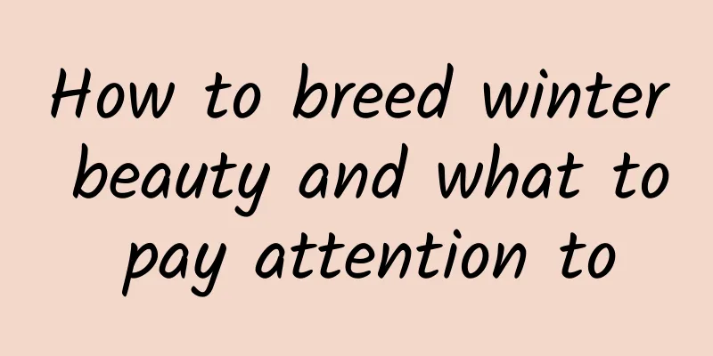 How to breed winter beauty and what to pay attention to