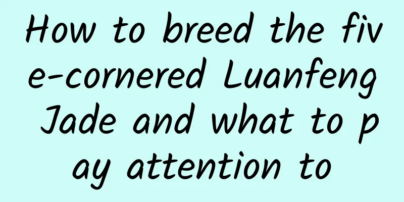 How to breed the five-cornered Luanfeng Jade and what to pay attention to