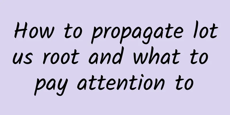 How to propagate lotus root and what to pay attention to