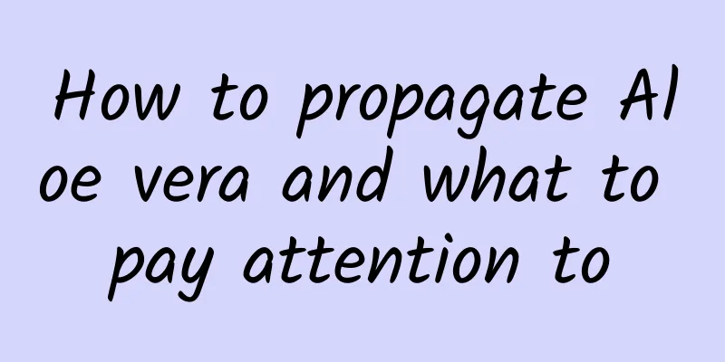 How to propagate Aloe vera and what to pay attention to