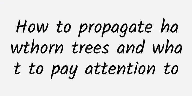 How to propagate hawthorn trees and what to pay attention to