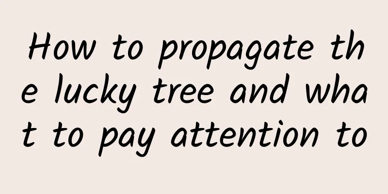 How to propagate the lucky tree and what to pay attention to