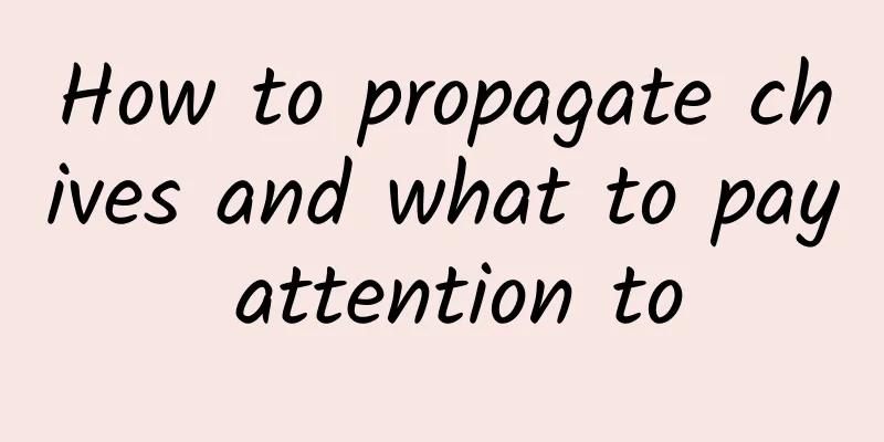 How to propagate chives and what to pay attention to