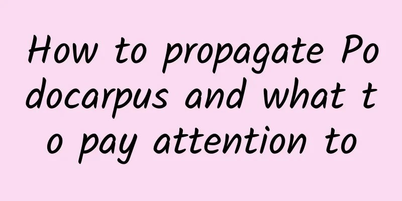 How to propagate Podocarpus and what to pay attention to