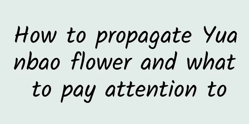 How to propagate Yuanbao flower and what to pay attention to
