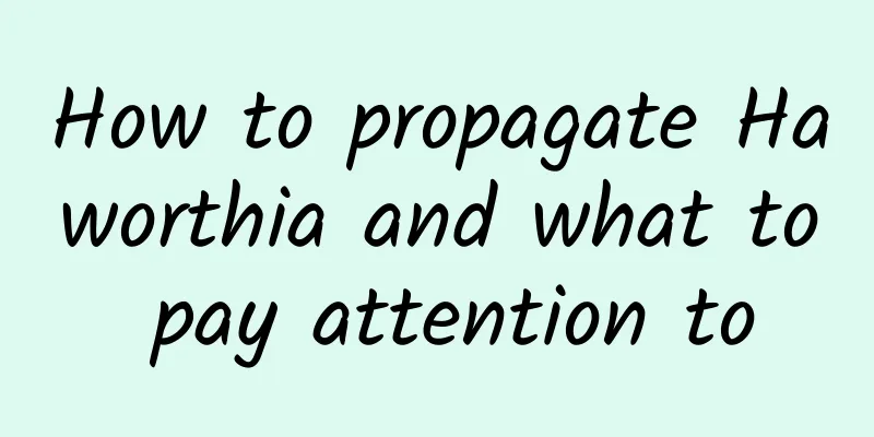 How to propagate Haworthia and what to pay attention to