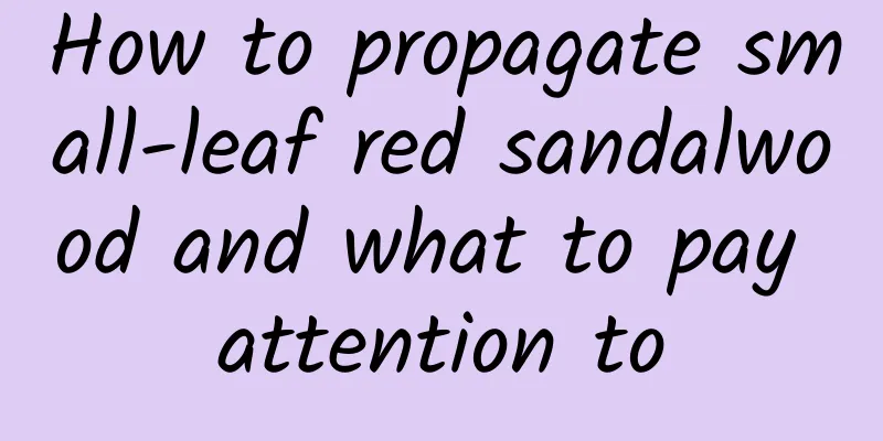 How to propagate small-leaf red sandalwood and what to pay attention to