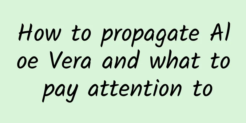 How to propagate Aloe Vera and what to pay attention to