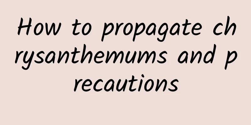 How to propagate chrysanthemums and precautions