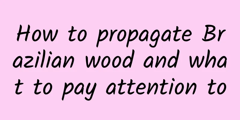 How to propagate Brazilian wood and what to pay attention to