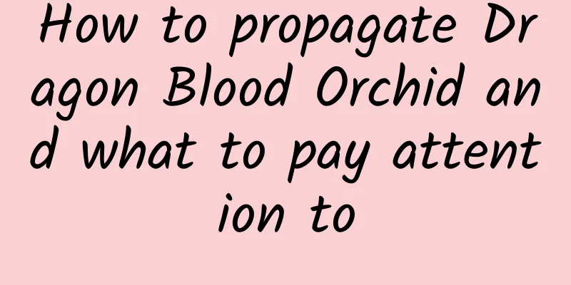 How to propagate Dragon Blood Orchid and what to pay attention to