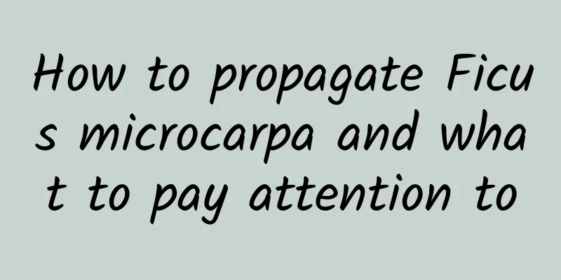 How to propagate Ficus microcarpa and what to pay attention to