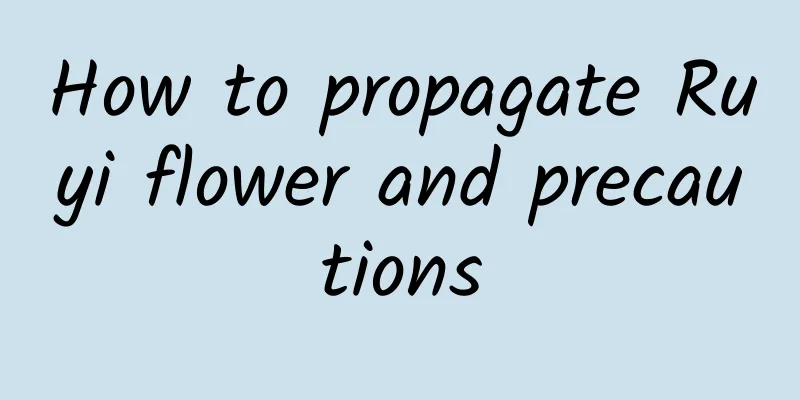 How to propagate Ruyi flower and precautions