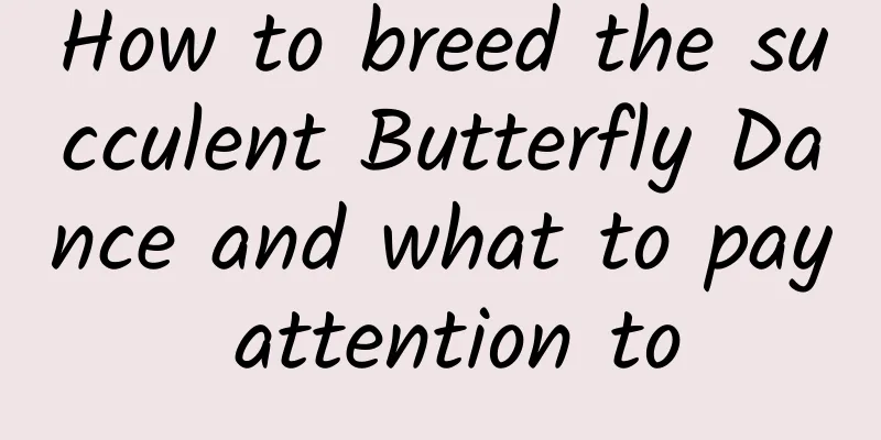 How to breed the succulent Butterfly Dance and what to pay attention to