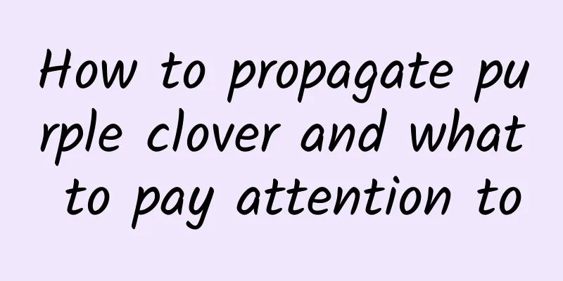 How to propagate purple clover and what to pay attention to