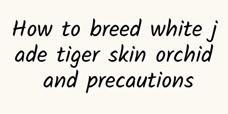 How to breed white jade tiger skin orchid and precautions