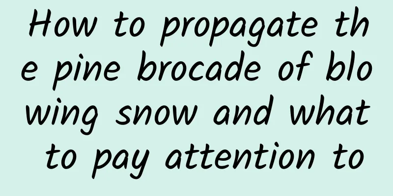 How to propagate the pine brocade of blowing snow and what to pay attention to