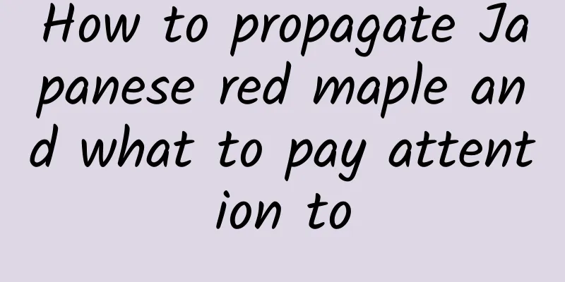 How to propagate Japanese red maple and what to pay attention to