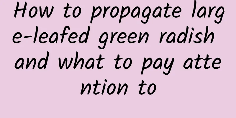 How to propagate large-leafed green radish and what to pay attention to