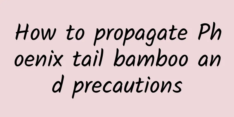 How to propagate Phoenix tail bamboo and precautions
