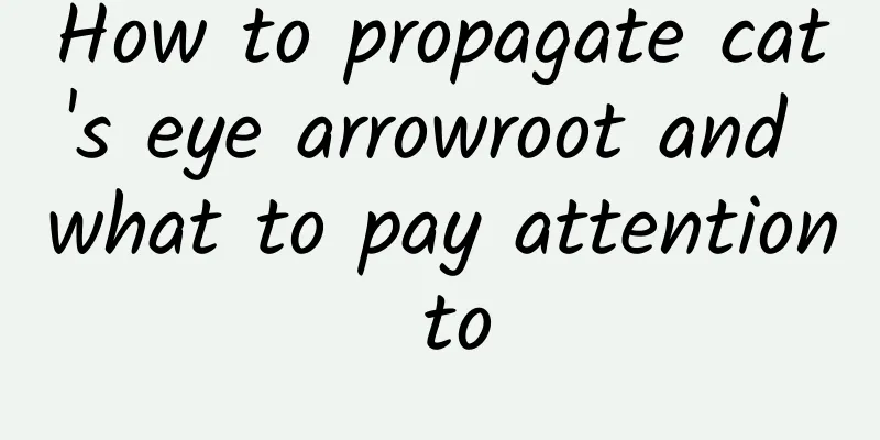 How to propagate cat's eye arrowroot and what to pay attention to