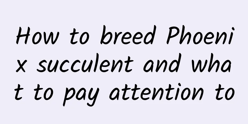 How to breed Phoenix succulent and what to pay attention to