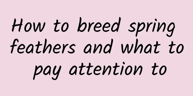 How to breed spring feathers and what to pay attention to