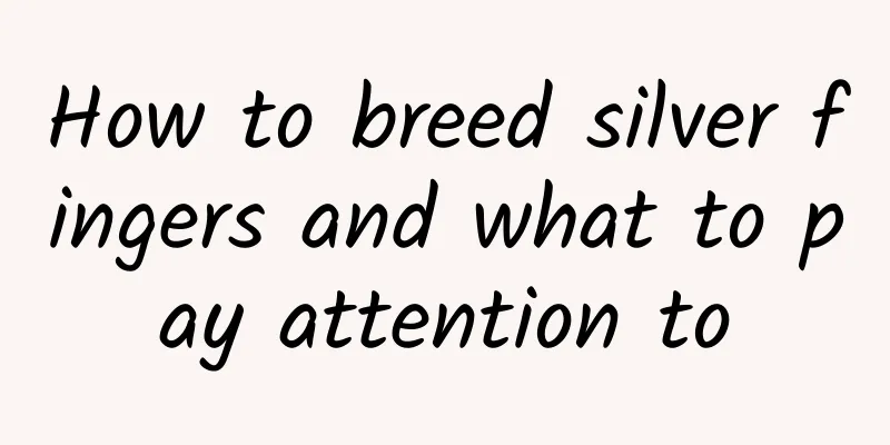 How to breed silver fingers and what to pay attention to