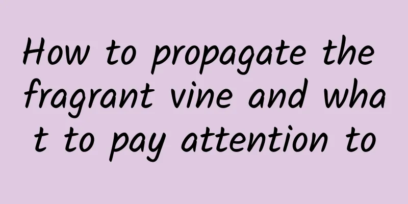 How to propagate the fragrant vine and what to pay attention to