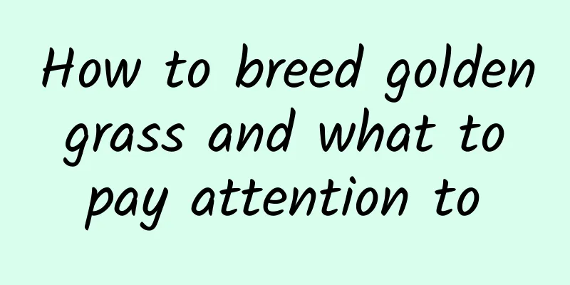 How to breed golden grass and what to pay attention to